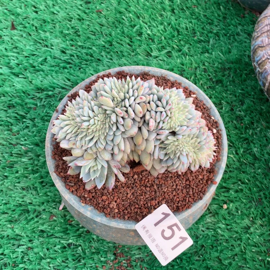 151橙子缀多肉植物