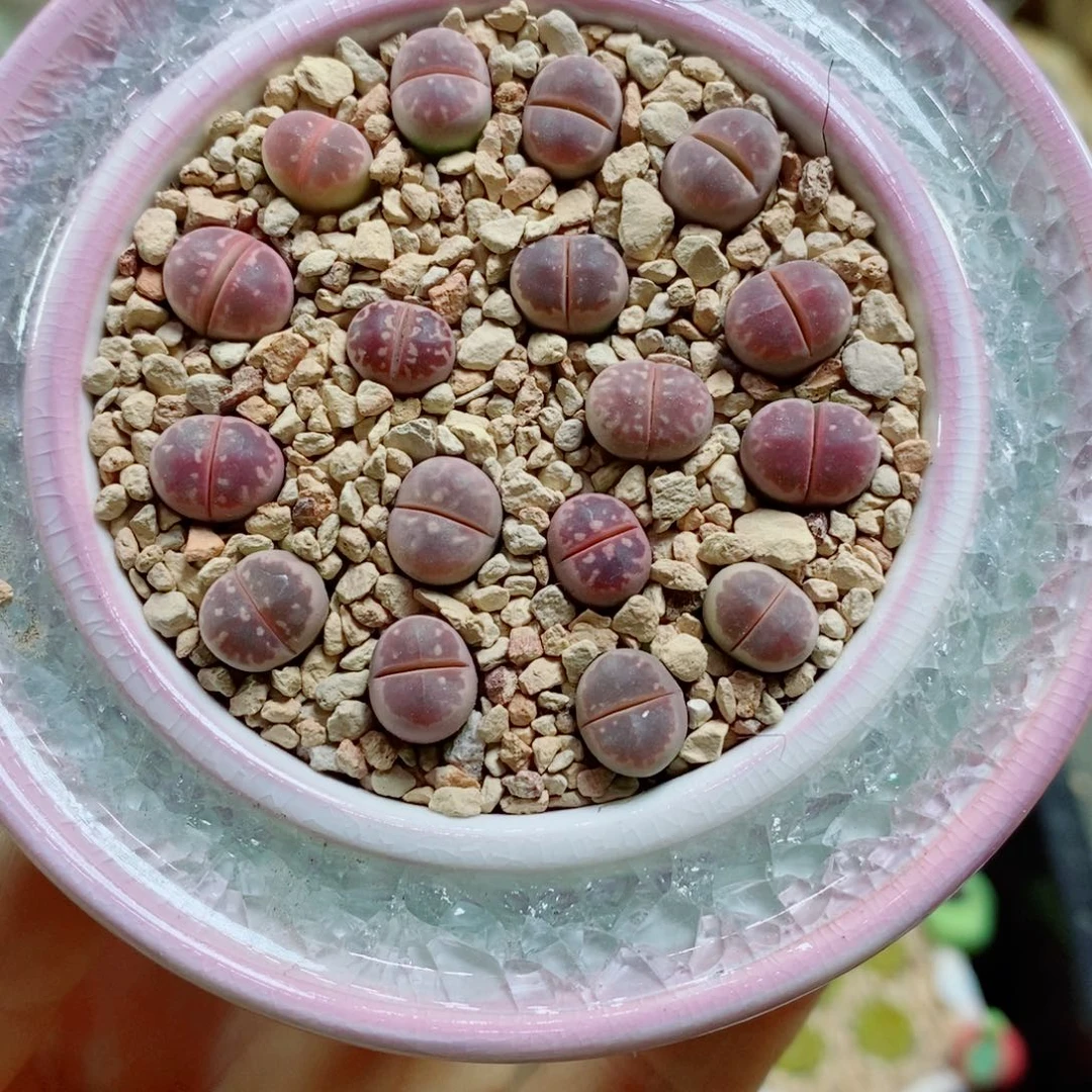 生石花花花花花花花591