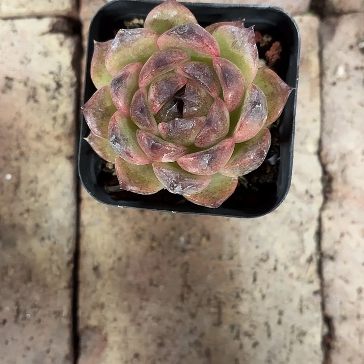 小****紫霞仙子7㎝盆新品多肉