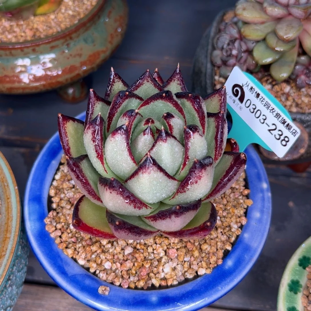 多肉一物一拍0303-238