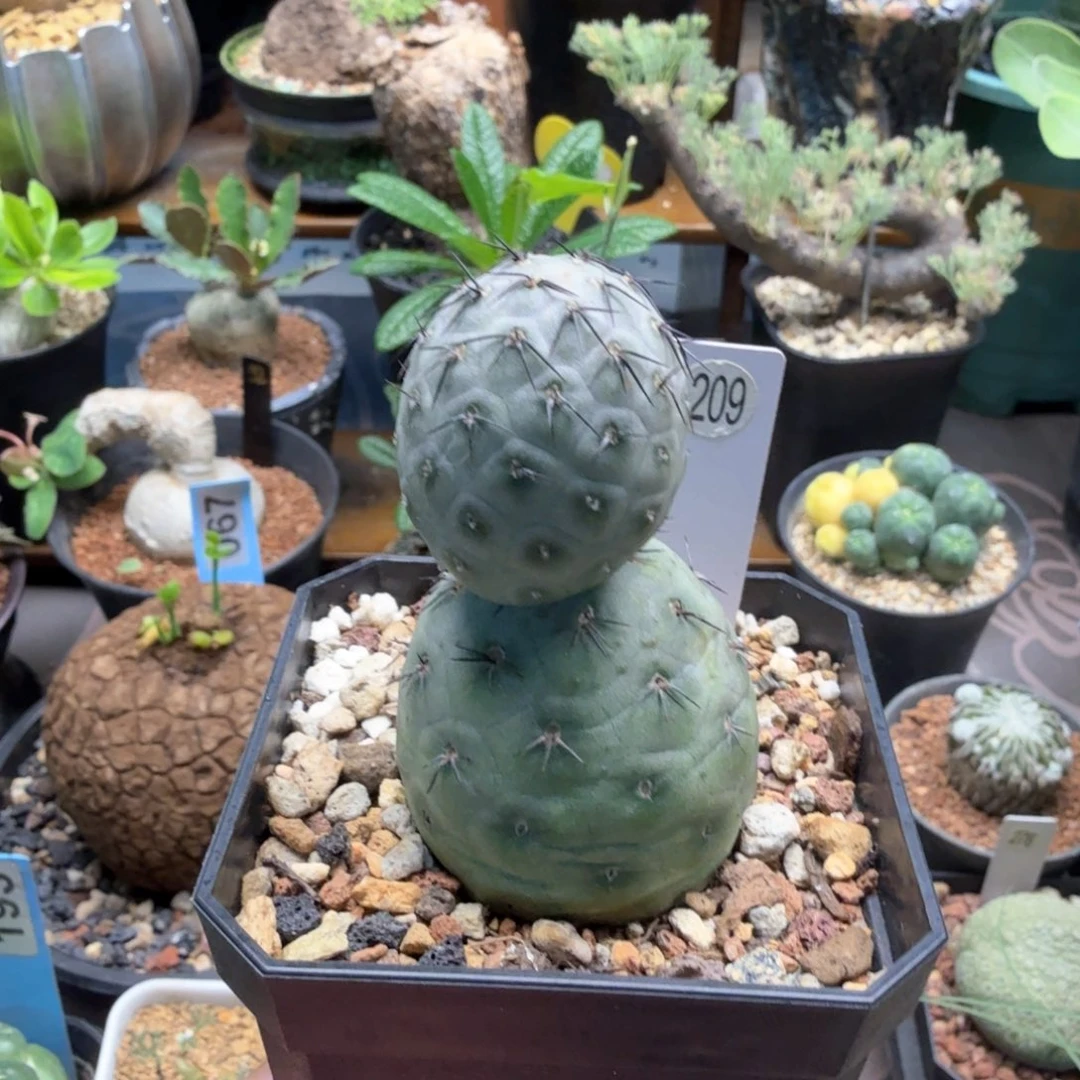 习志野209仙人球块根植物脱土发