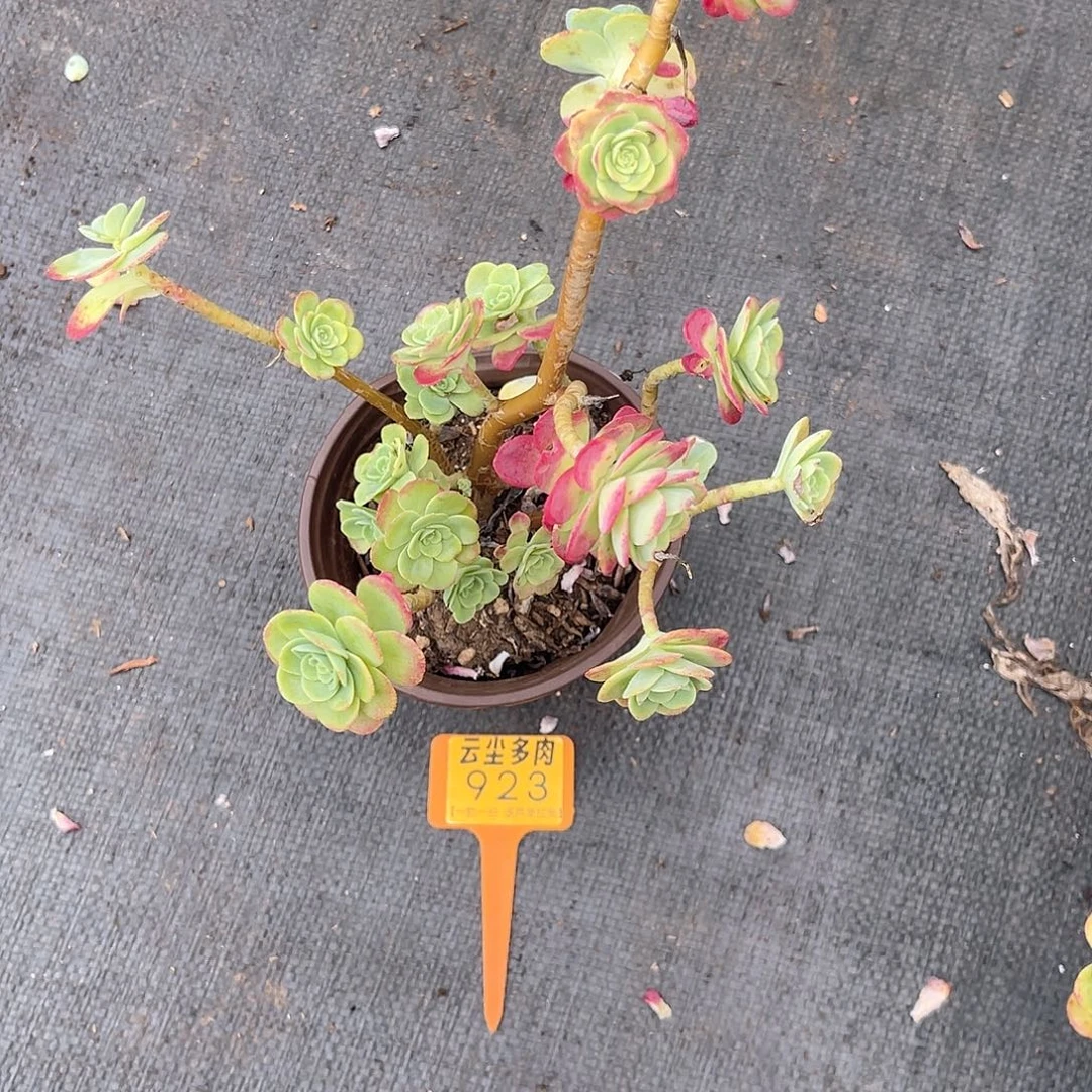 云尘多肉一物一拍923