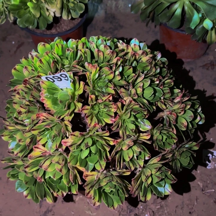 099必火多肉植物不售后