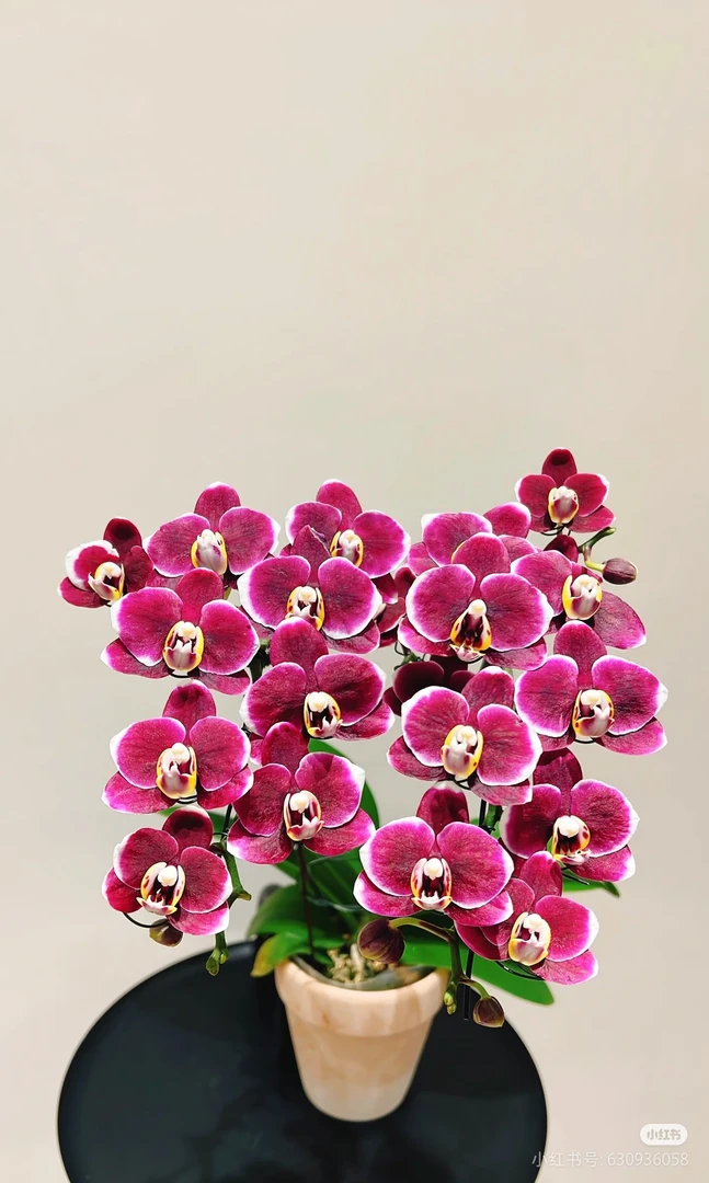 【兰语甄选】（巧克力）3.5寸黑红蜡质小花精品苗