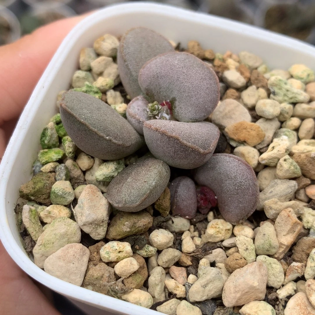 磨砂蛋双头成株植物