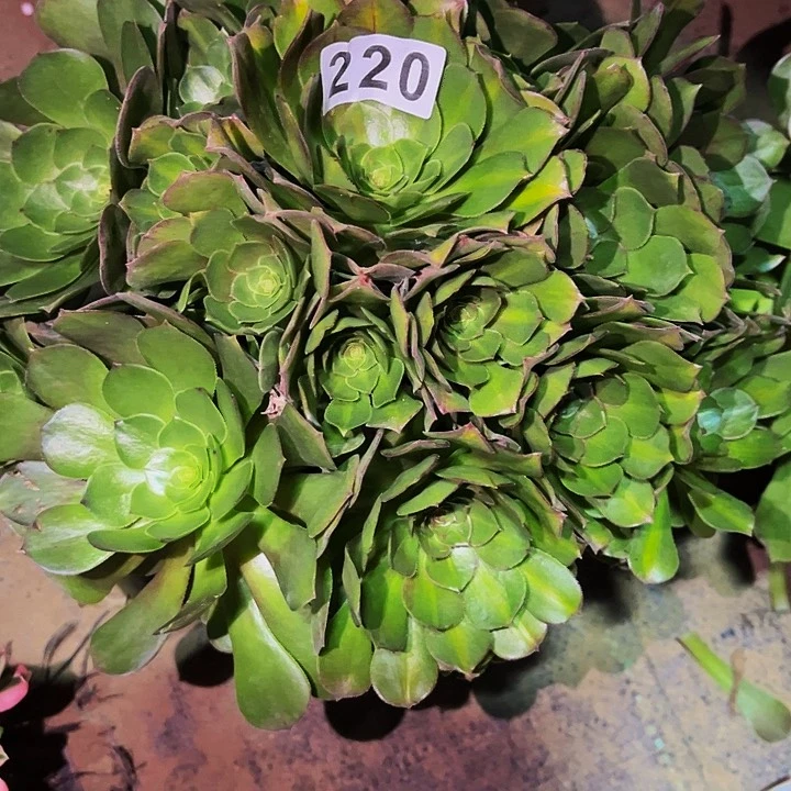 220万圣节多肉植物处理不售后七彩