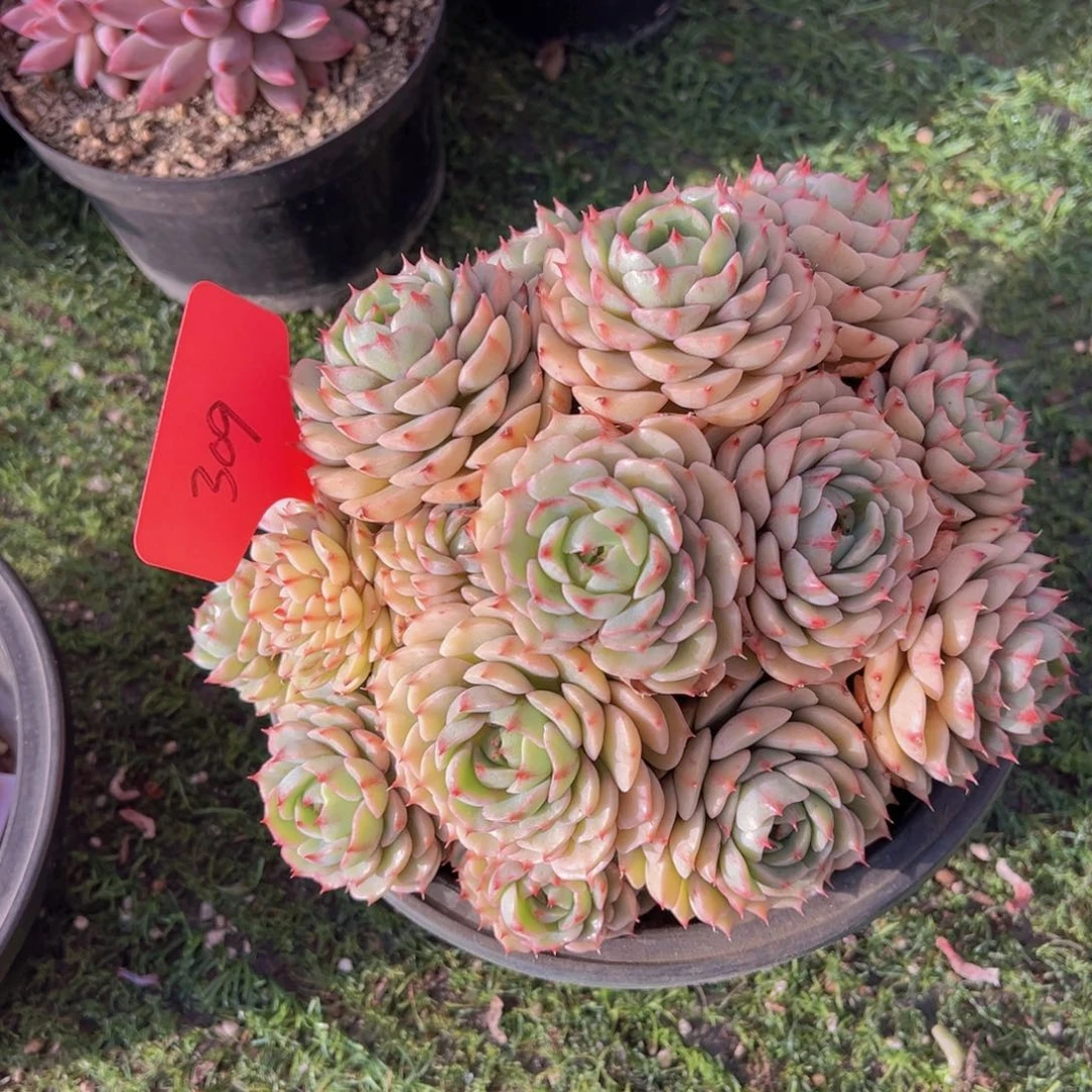 香玉的故事是一个人的