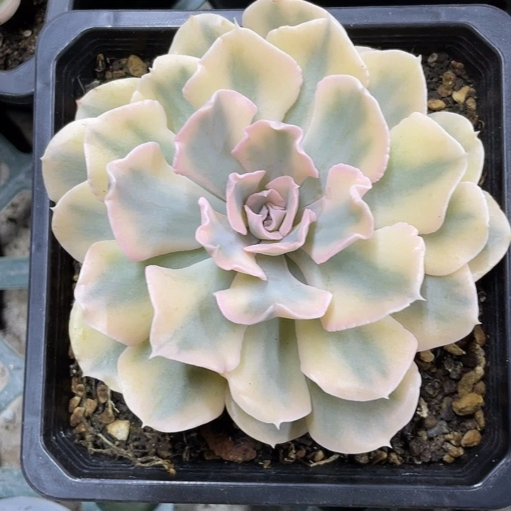 利比里亚锦一物一拍锦龙