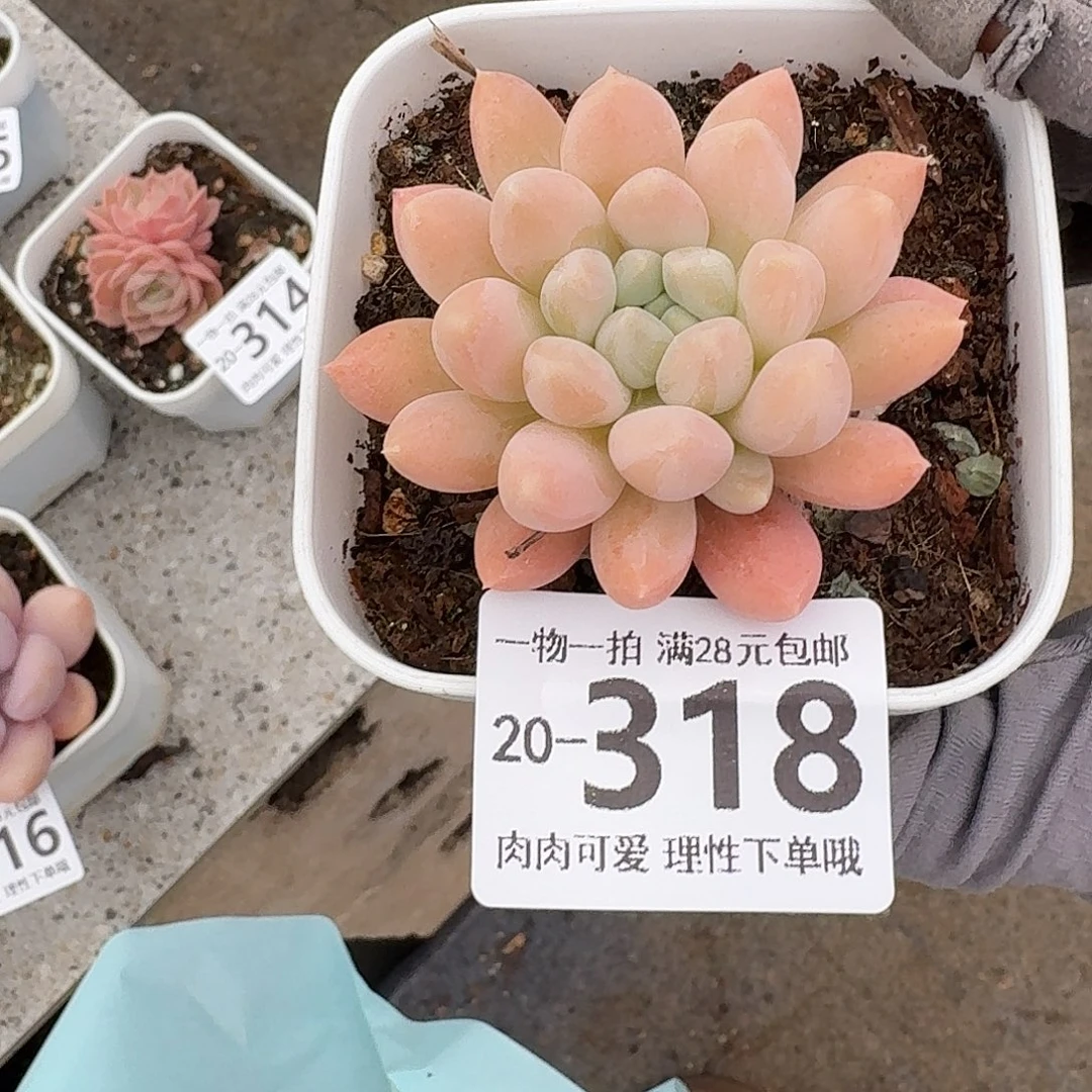 星空美人无盆土发货