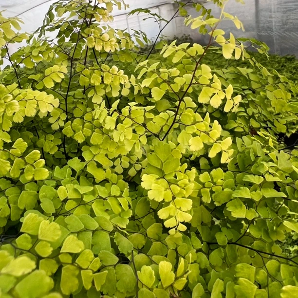 【铁线蕨】室内吸甲醛净化空气绿植办公室植物耐阴好养四季常绿