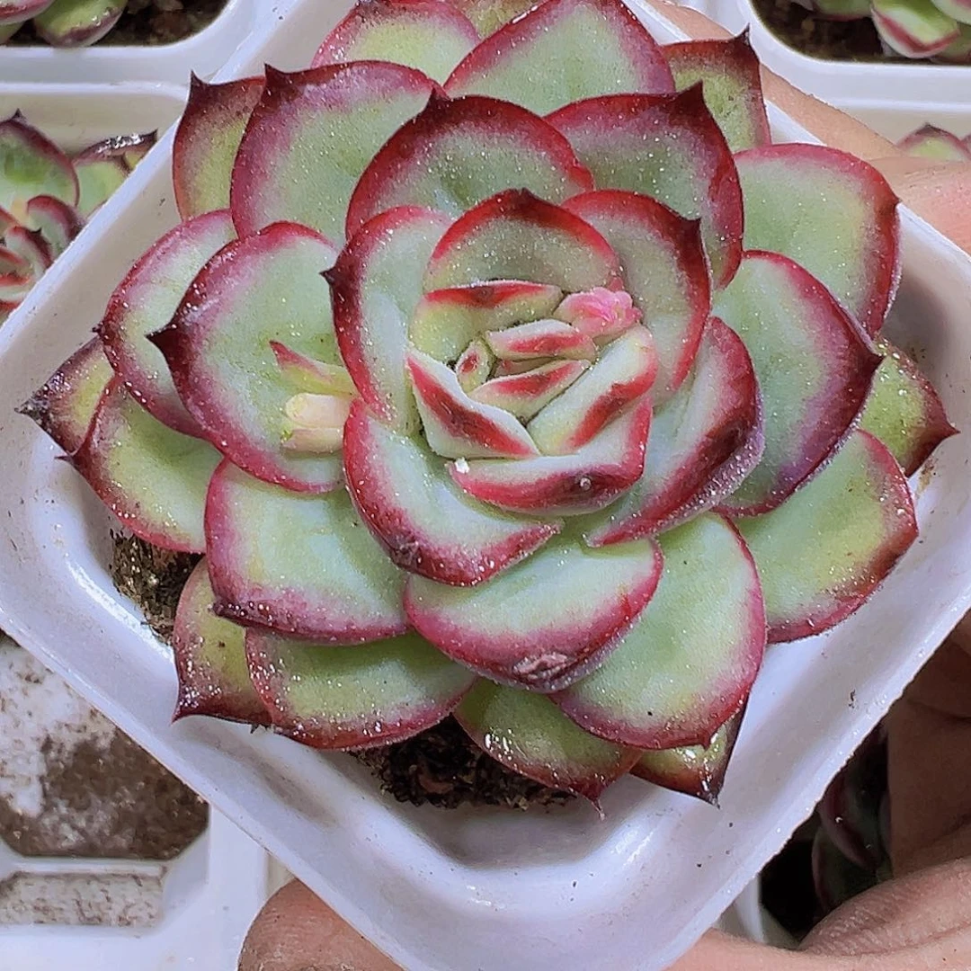 肉酱玫瑰19包邮多肉