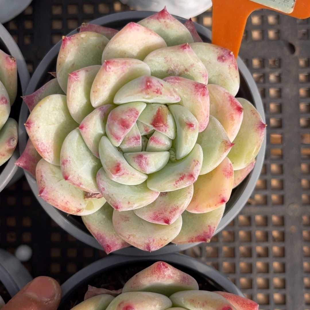 云尘多肉一物一拍1175