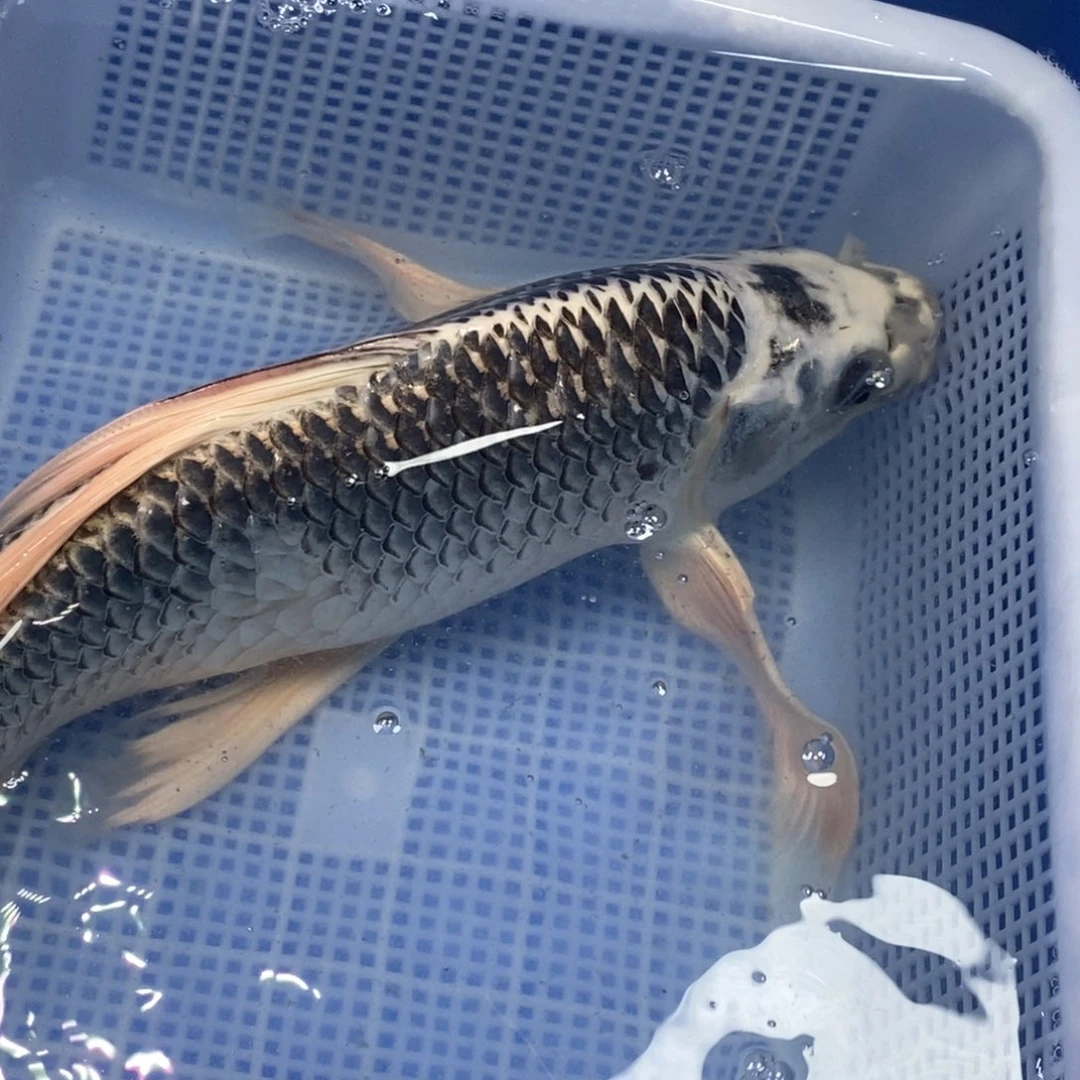 锦鲤锦鲤 开衩充血掉鳞属于正常情况 介意别拍