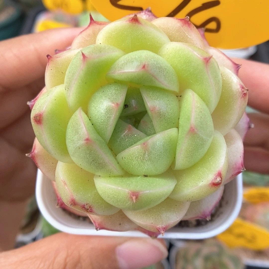 油透麦秆可拍274号。