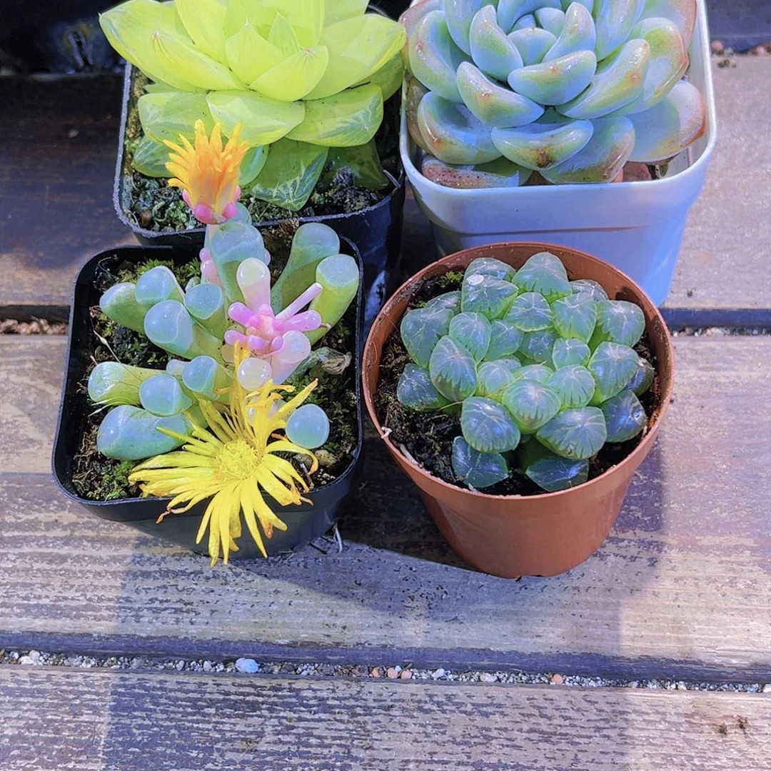 如图四盆111111111111