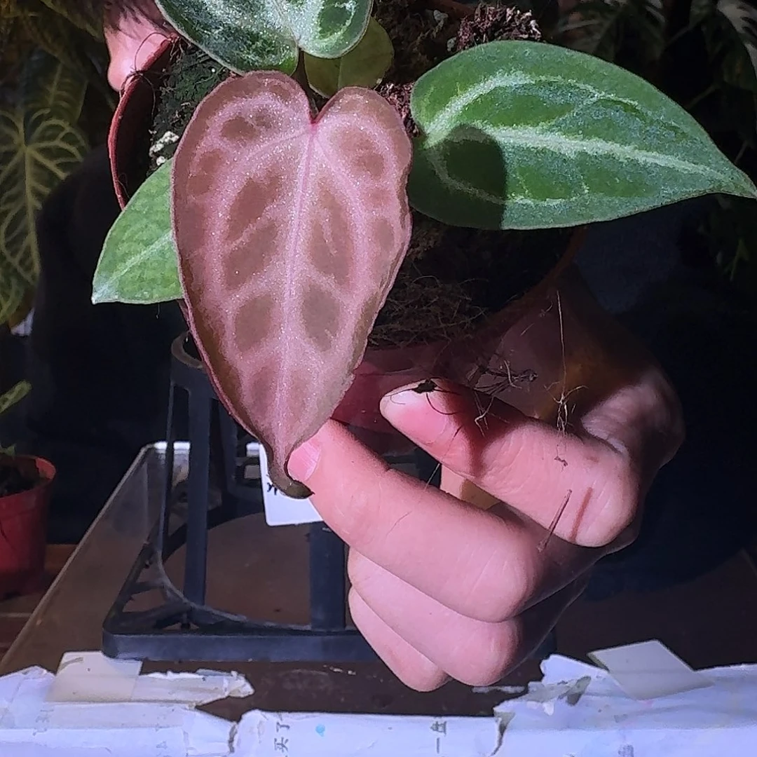 不开花植物C31skg银红杂粉柠檬红