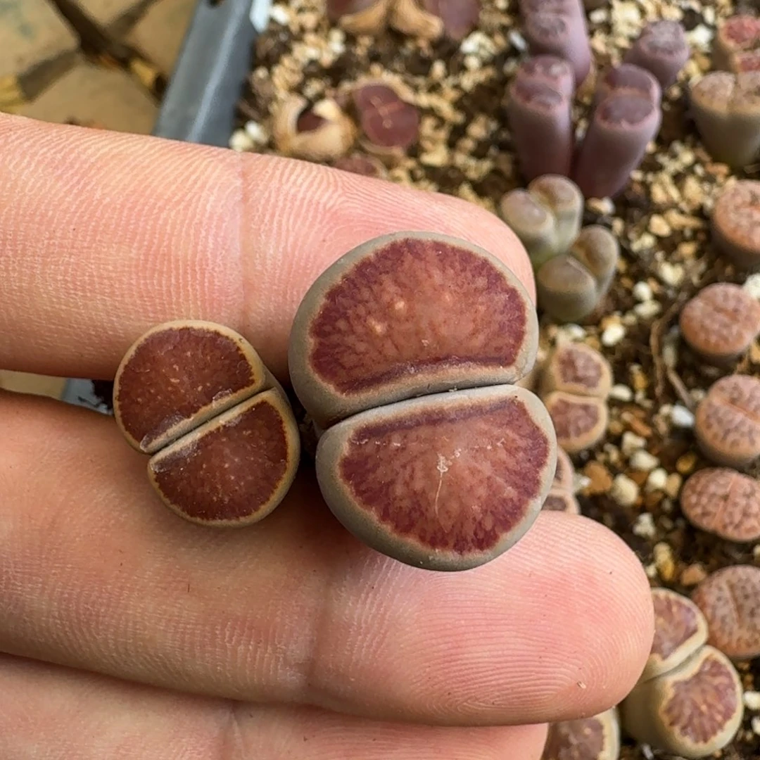 海**想J664红窗菊绿体红窗菊