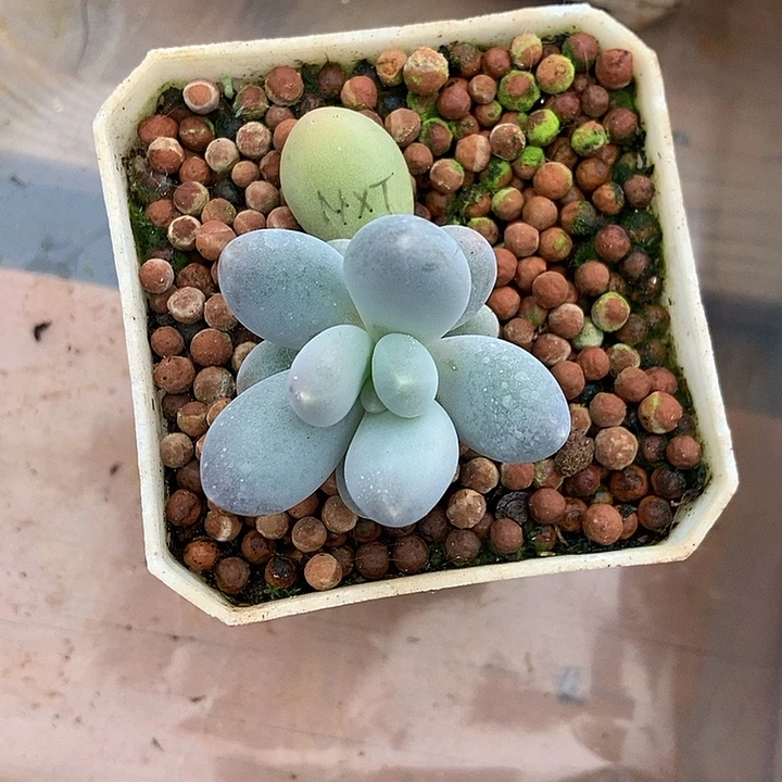 汤圆杂奶酪锦基因多肉植物