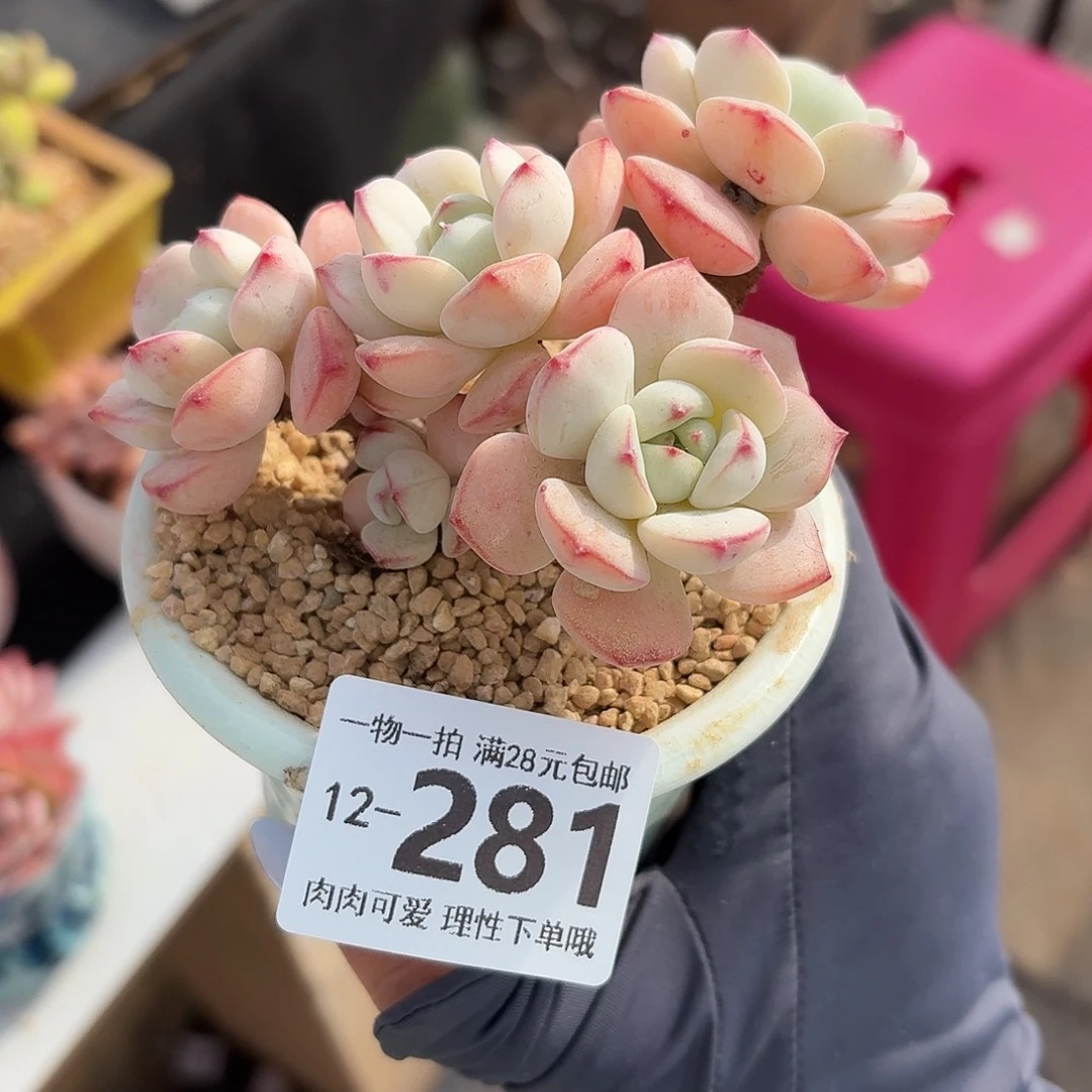 白底香草无盆土发货无