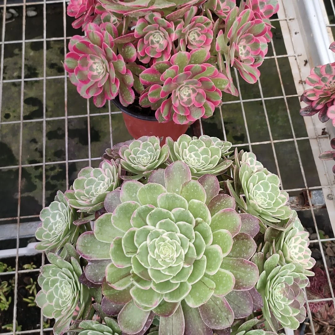 多肉法师锦套餐二颗