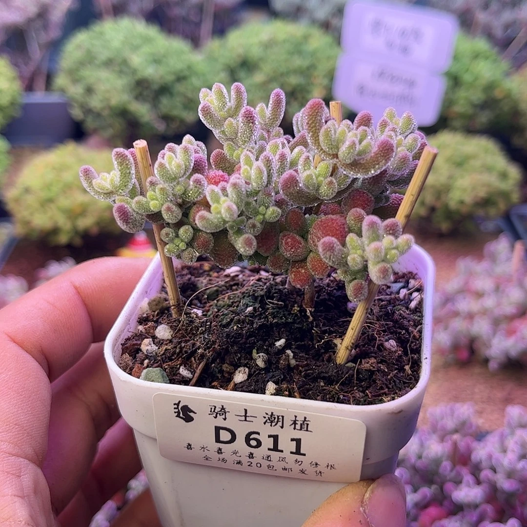 611优选冰晶造型桩