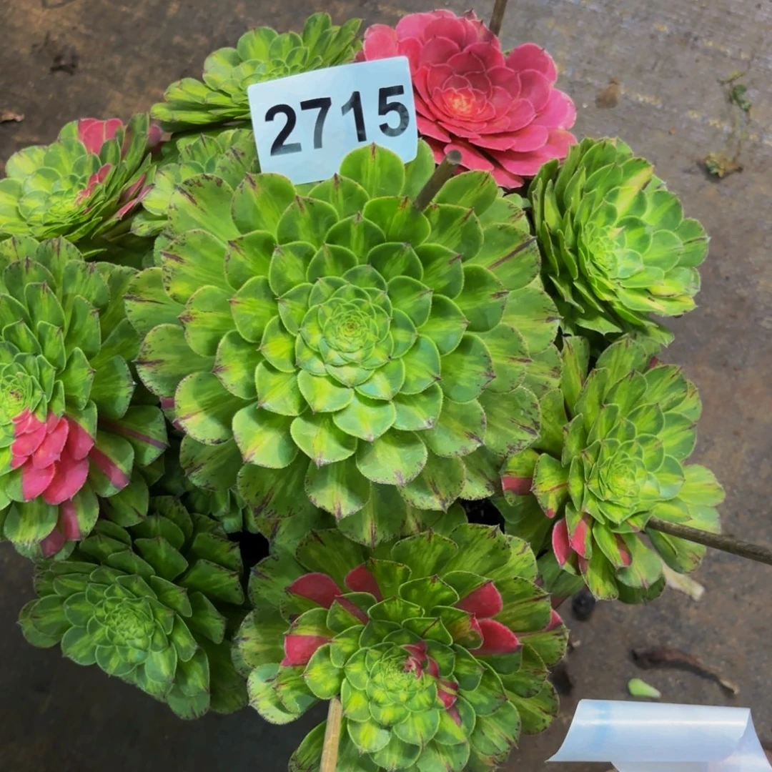 2715多肉植物知否