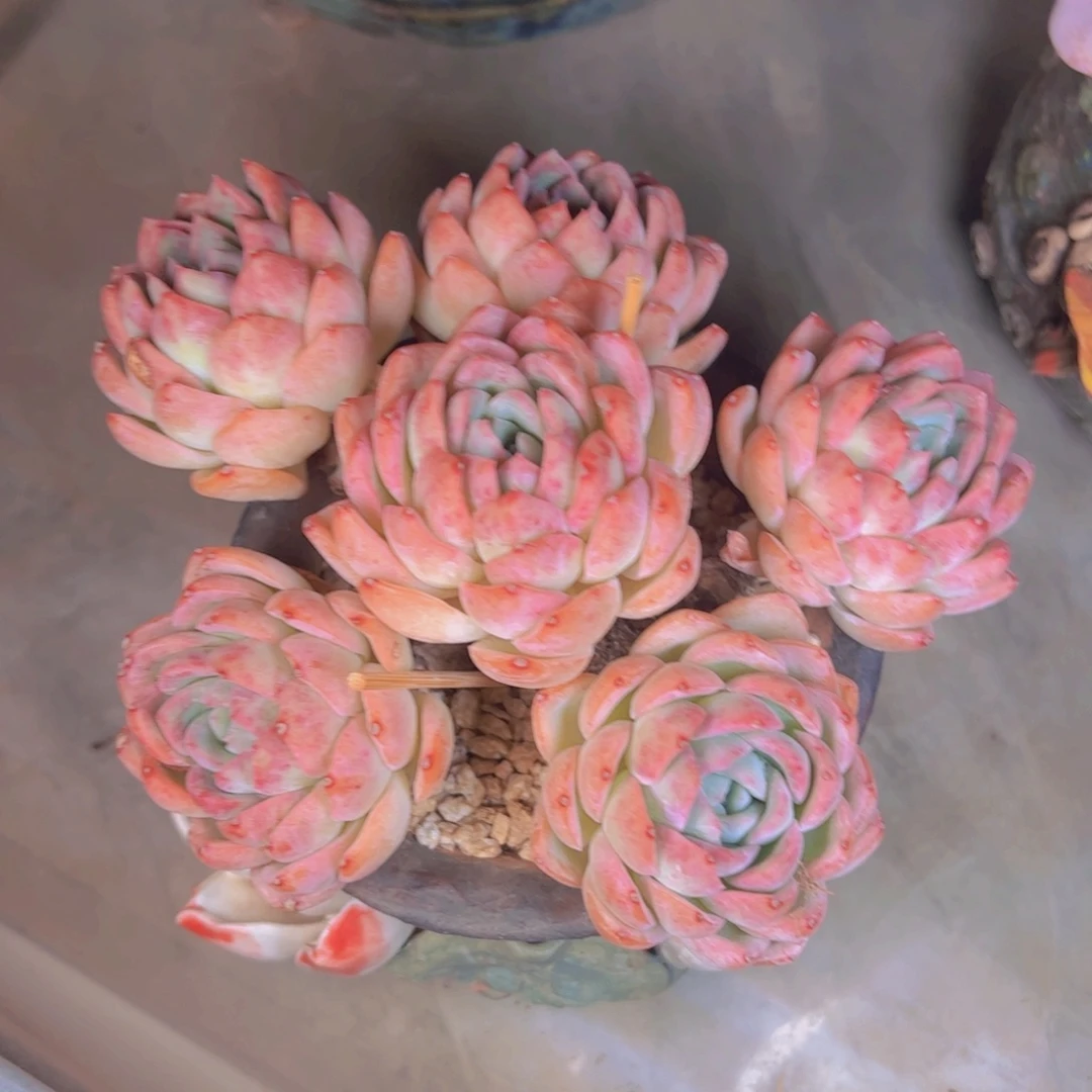 孙**意多肉植物保护研究所