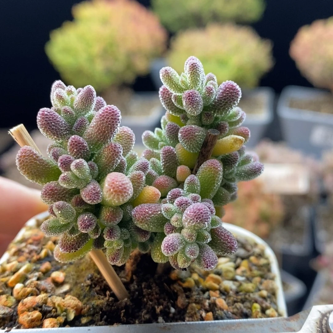 712冰晶，6.5厘米盆