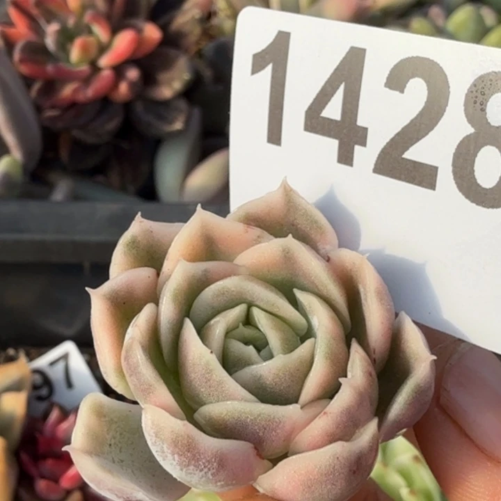 头盖无根多肉植物满18包邮当场凑单不满单隔天发顺丰到付