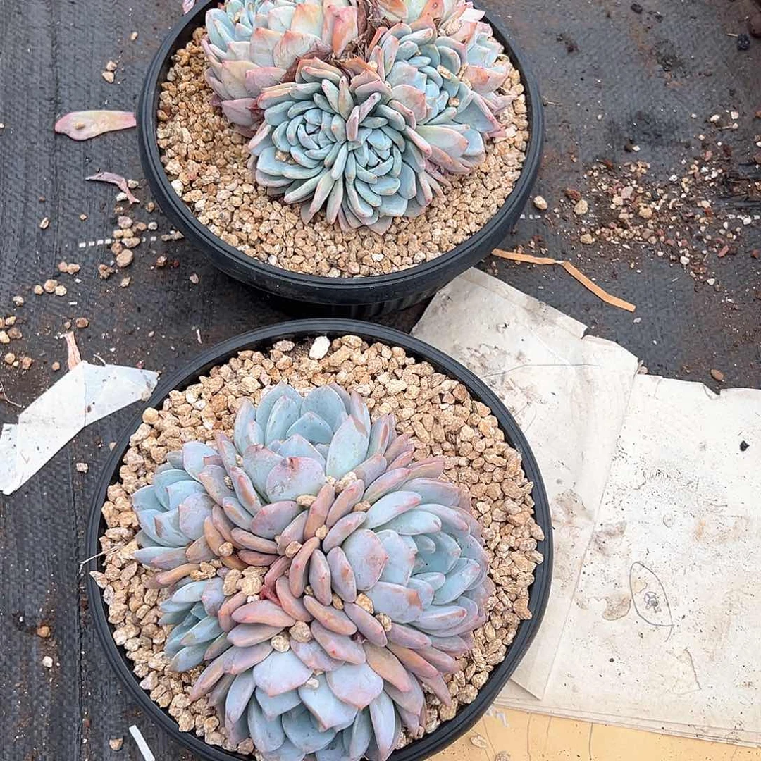 叮**咚多肉植物一物一拍