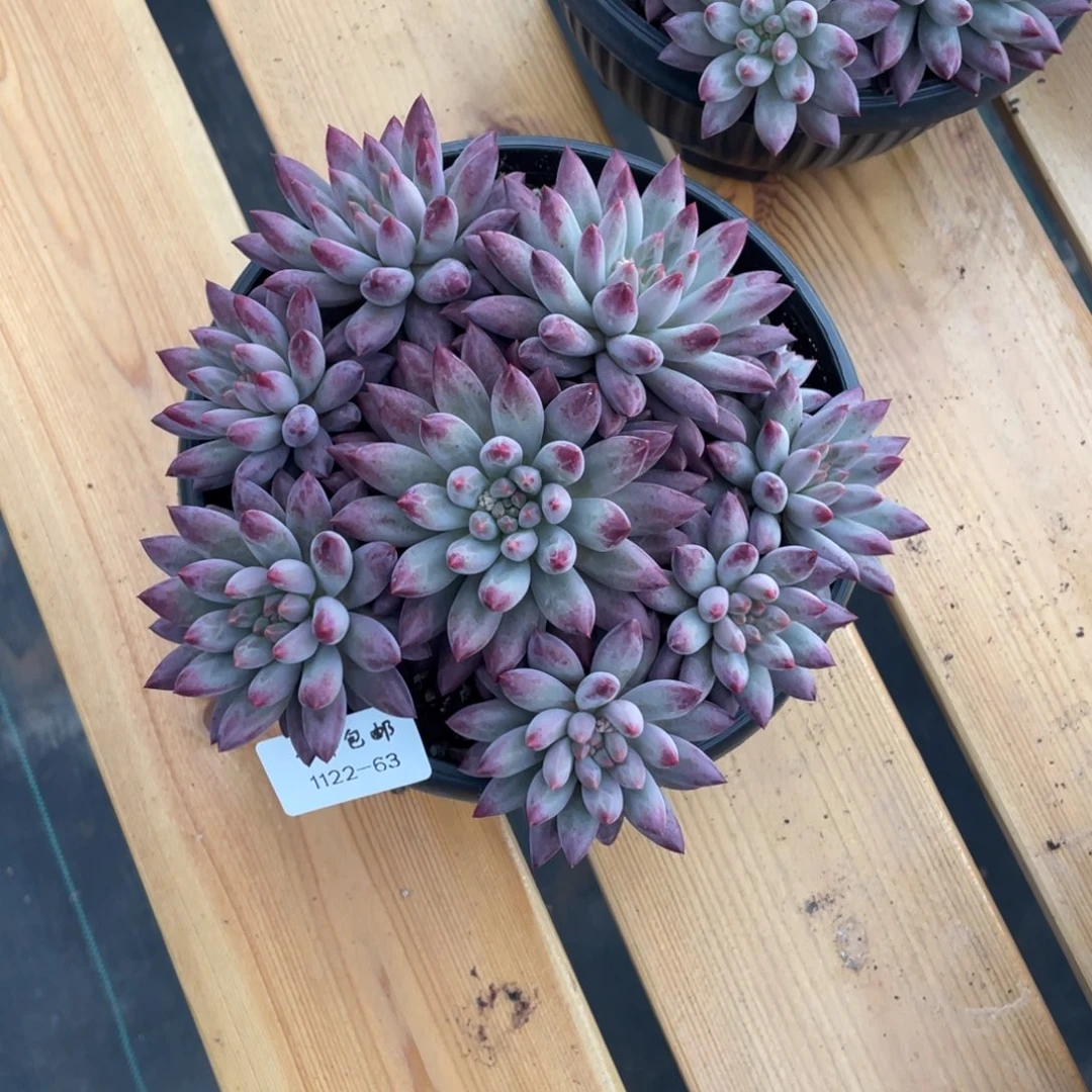 小****1122-63-如烟。。。。。。。。