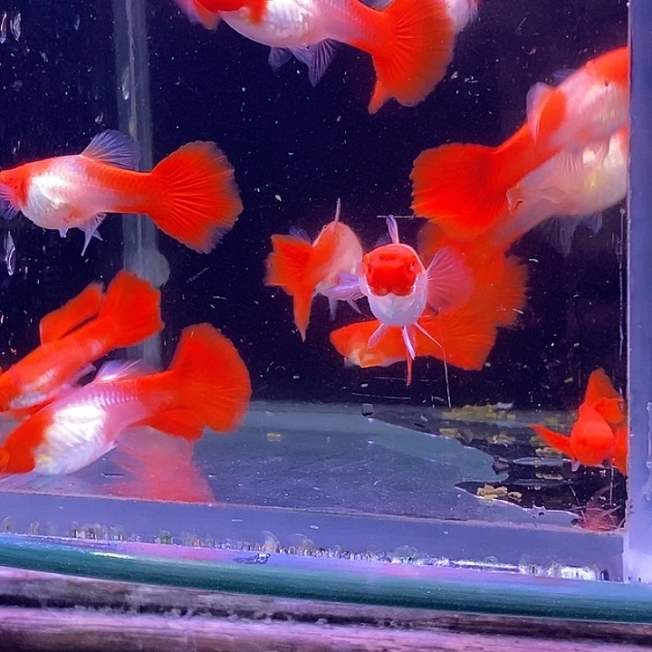 孔雀鱼大红头20条包邮