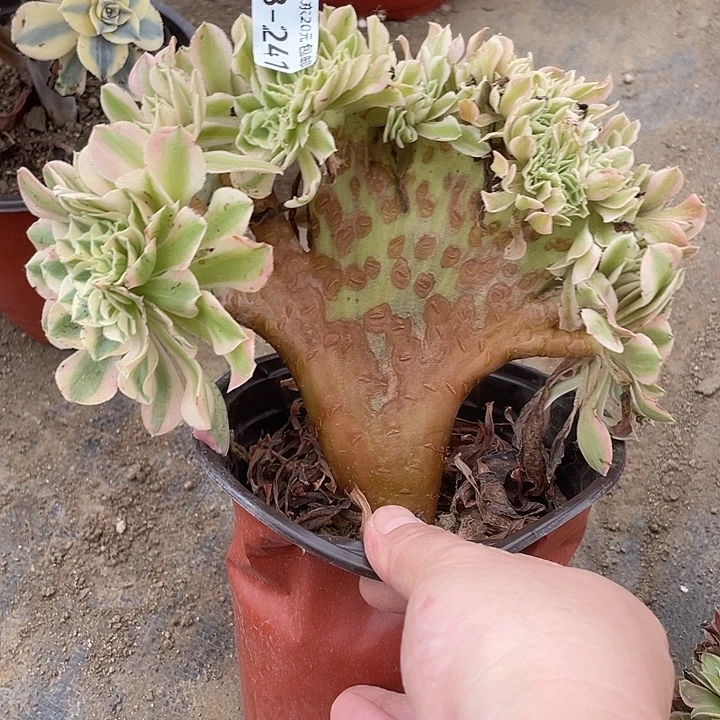 香***香241女巫缀多肉植物法师
