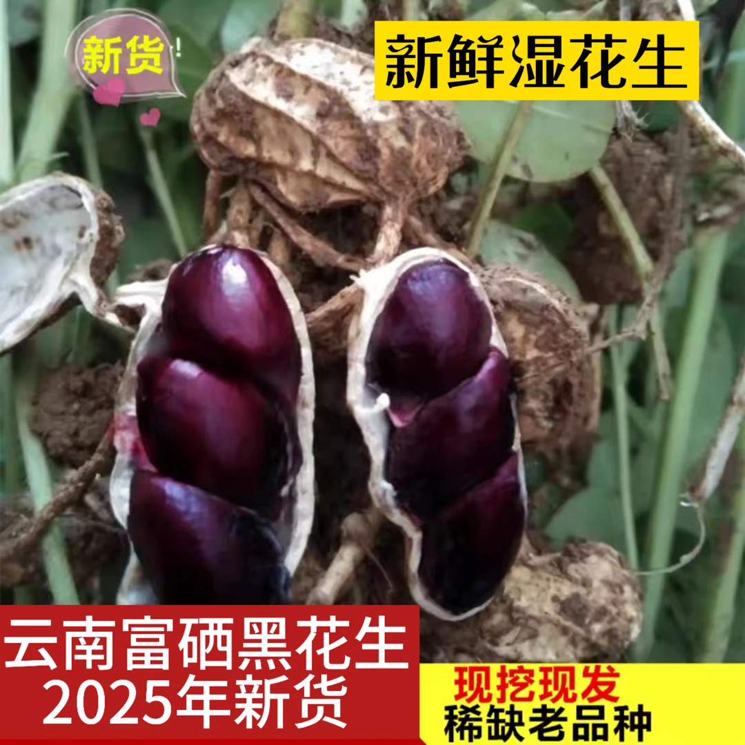 云南富硒黑花生湿花生现采现发