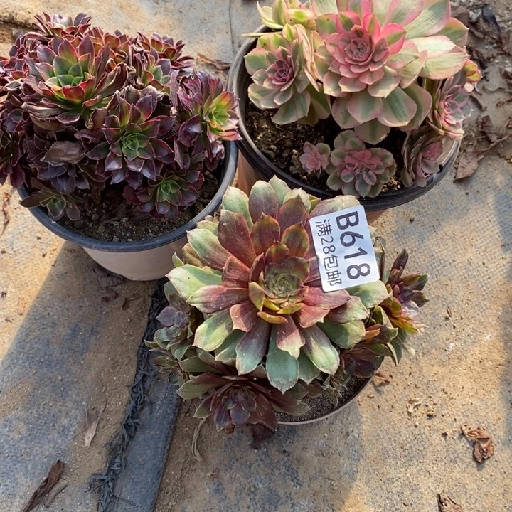 3盆多肉断头不包618