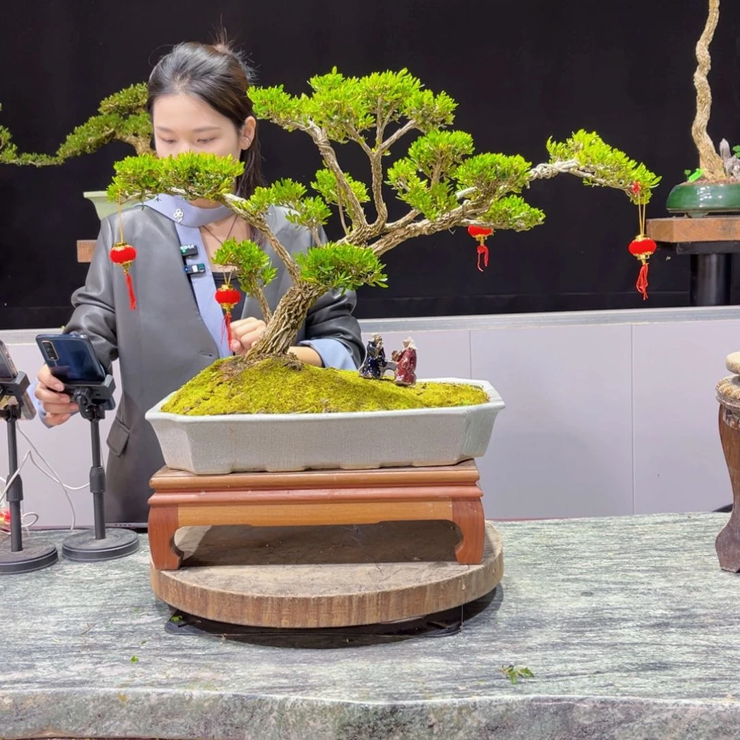 四季常青老桩黄杨盆景