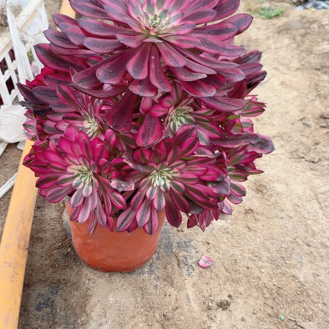 X. 2197月亮女神多肉