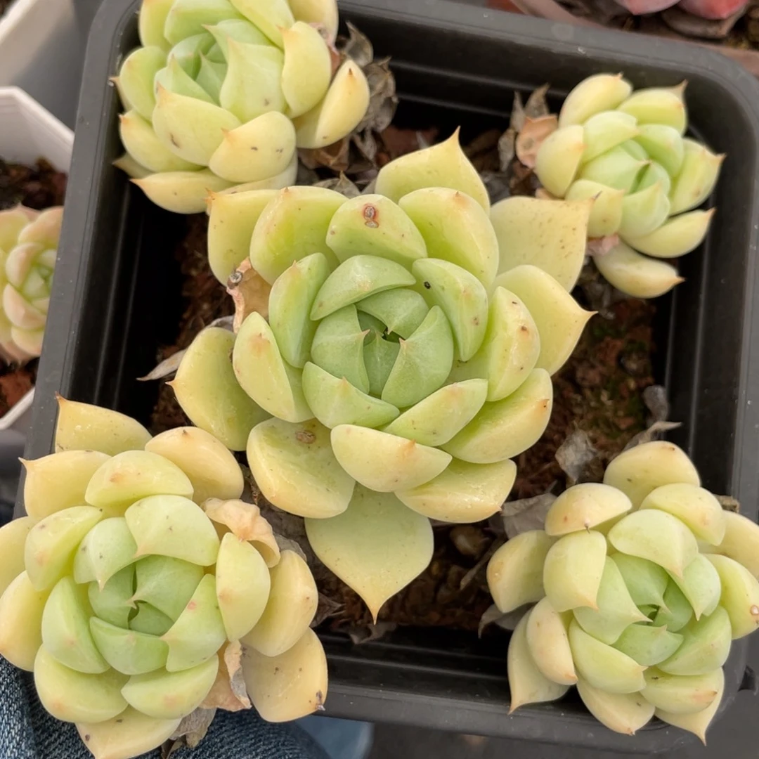 Tp 飘枝群生满35包邮