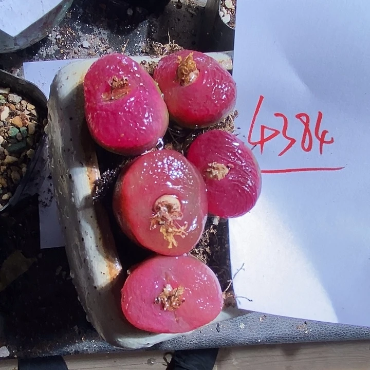 4384。    一组。 一组。