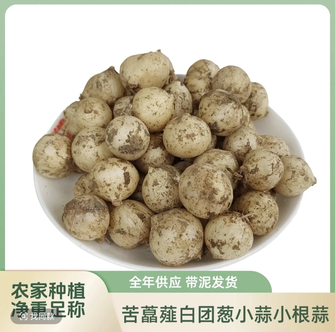 2025新鲜四川苦藠薤白团葱现挖现发可用于煲汤炮制凉拌烧焖炖