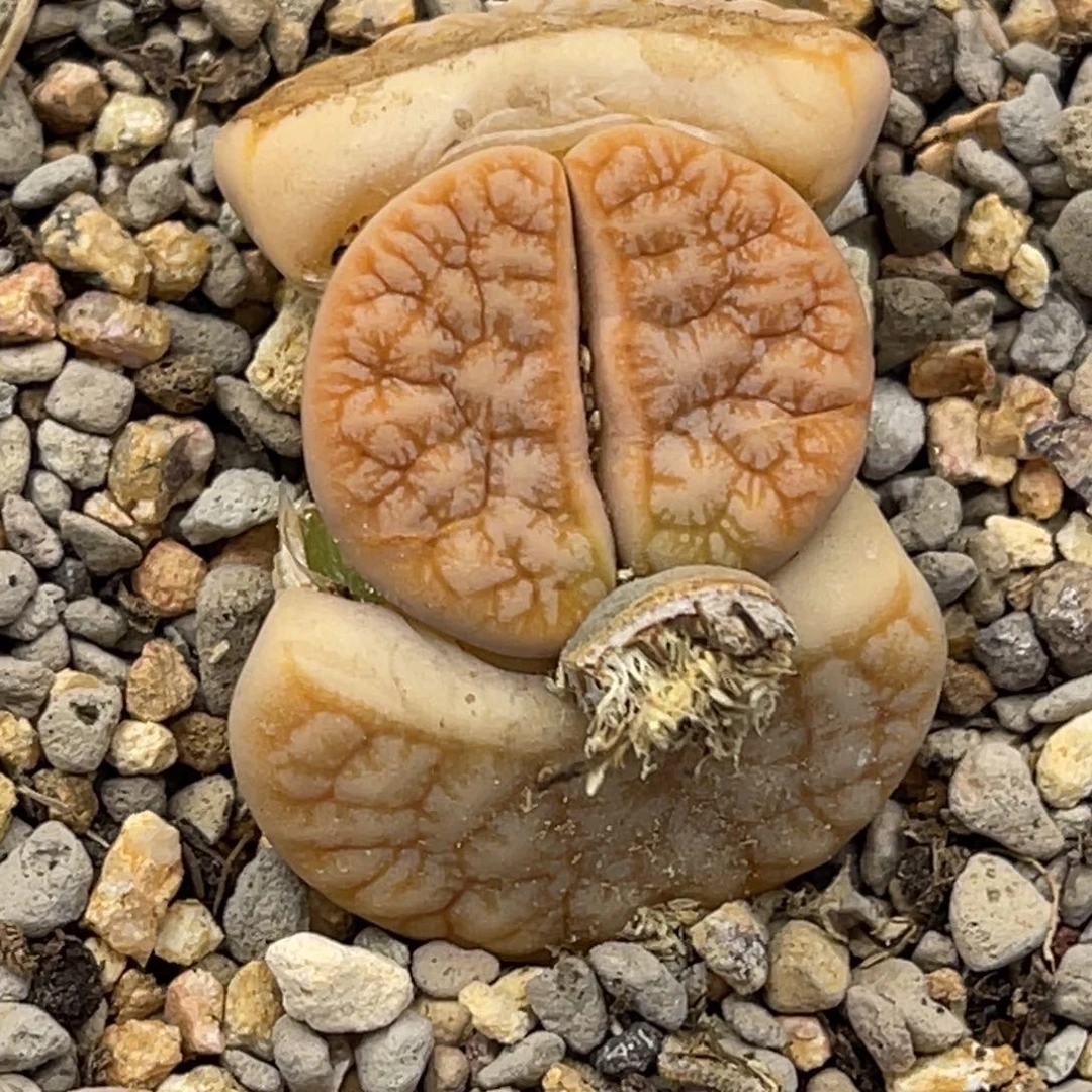 6518睫毛凹凸拿铁189