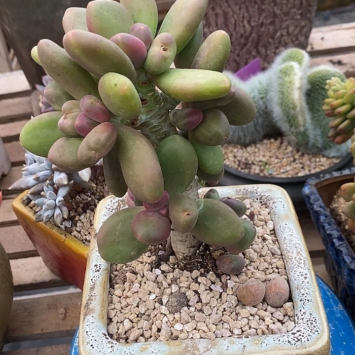 多肉植物植物肉肉