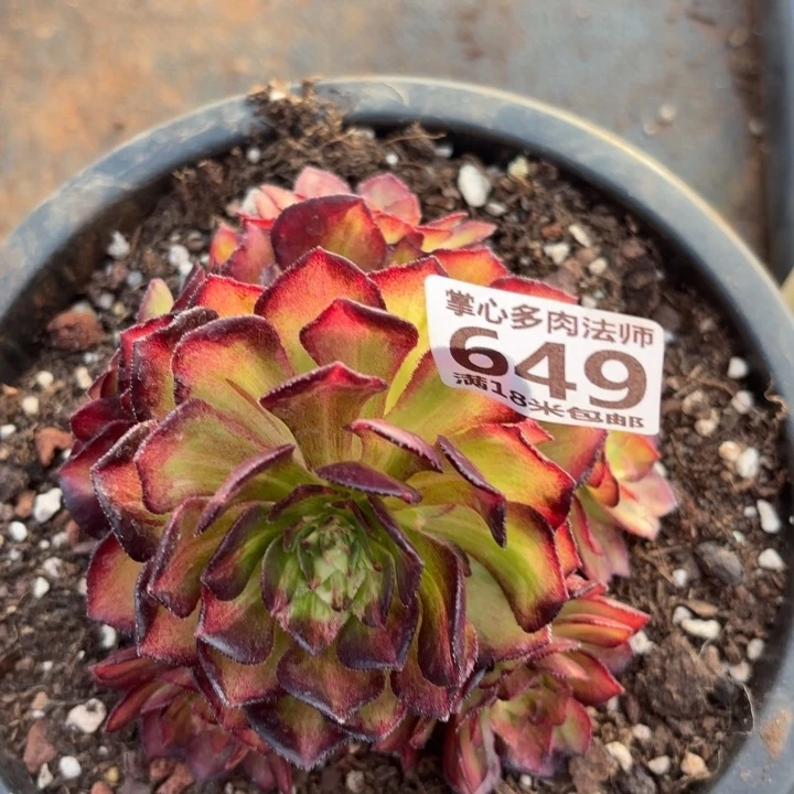 649海王七彩掌心多肉法师锦不包侧枝断枝