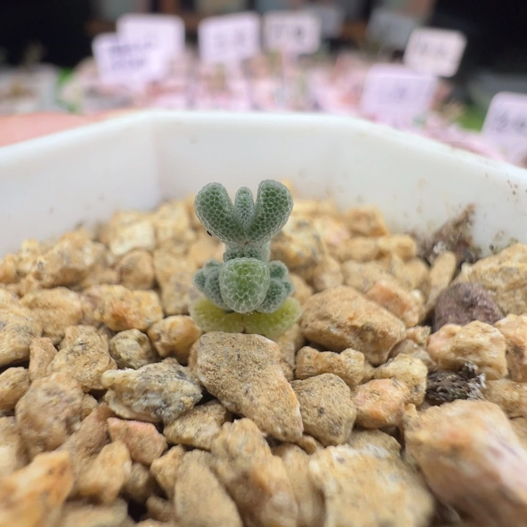 尺寸很小很小，902 实生超闪莱斯，拍下不退不换