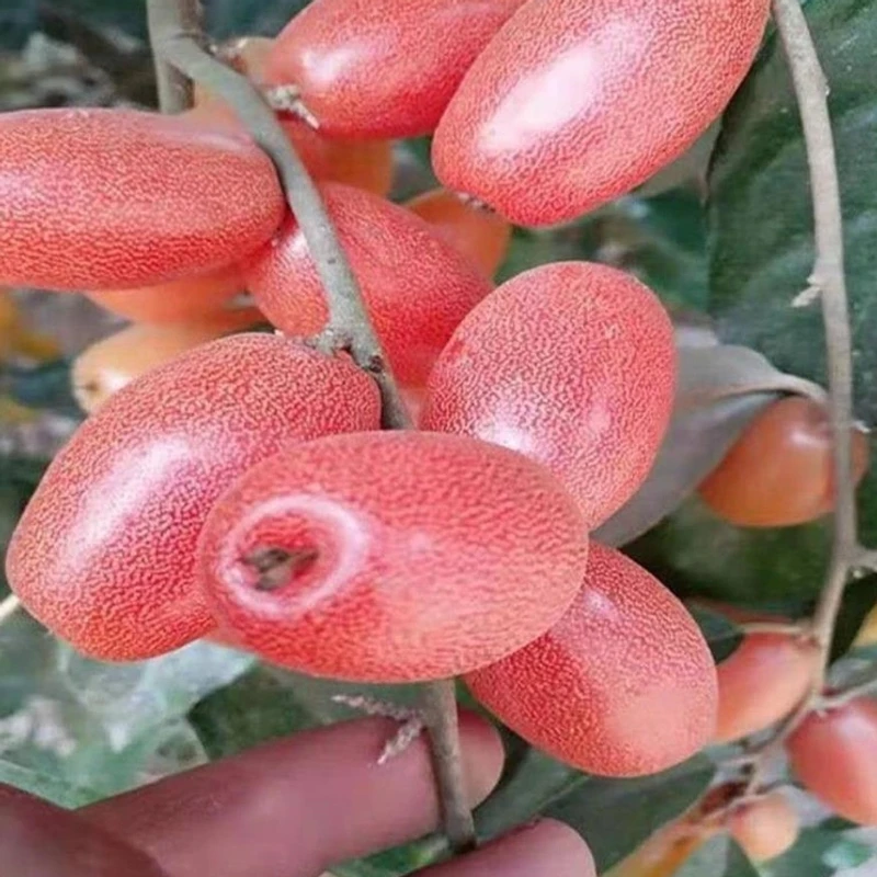 羊奶果种子四季播种阳台盆栽小院种植简单夏季开花高产水果