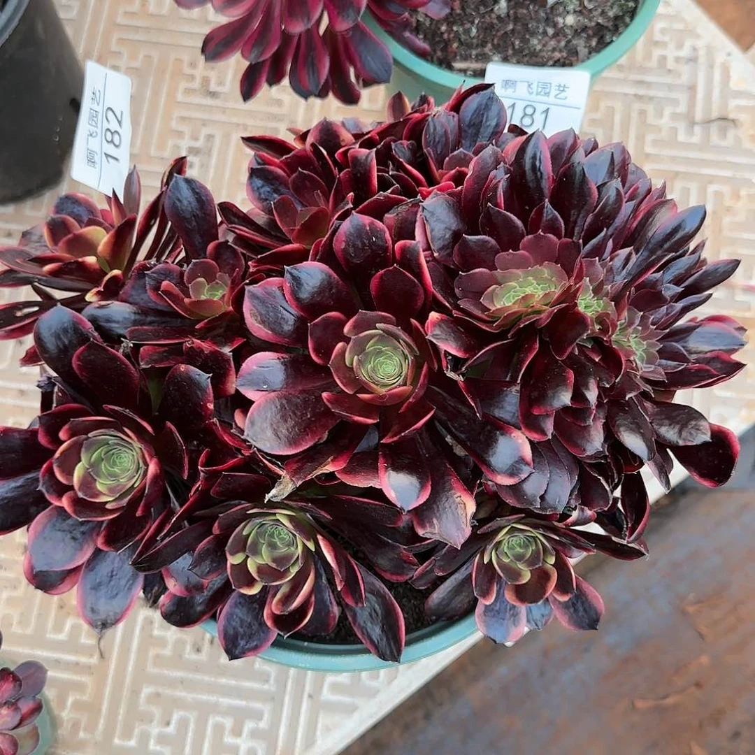 童*贝182多肉 欧佳丽缀福利