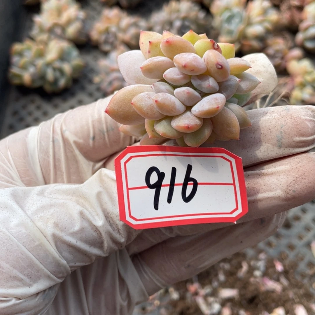 916号一颗20包邮新疆西藏不发