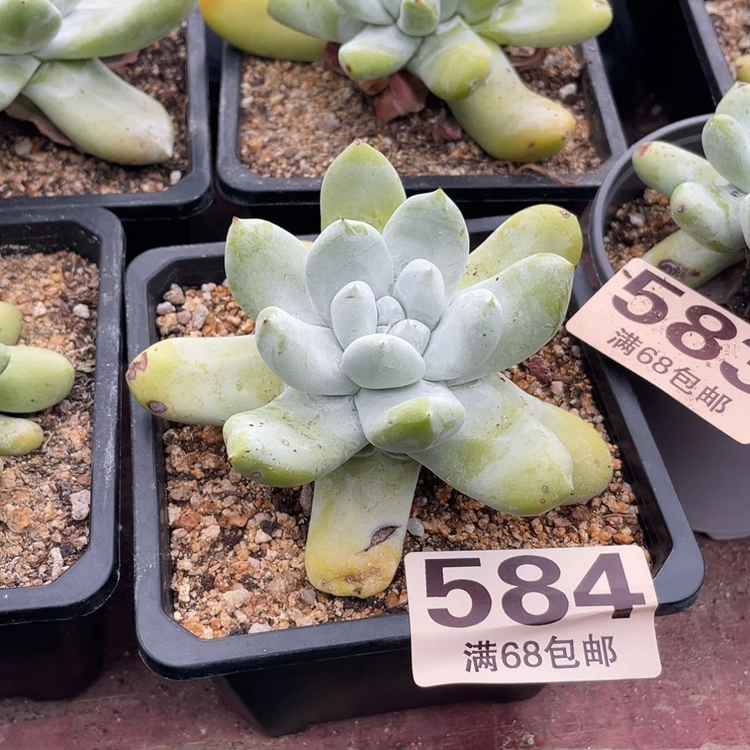 晨溪园艺仙女杯呀