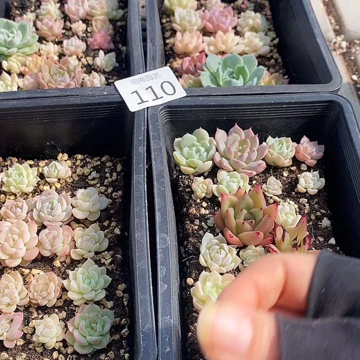 110 多肉植物盆栽植物