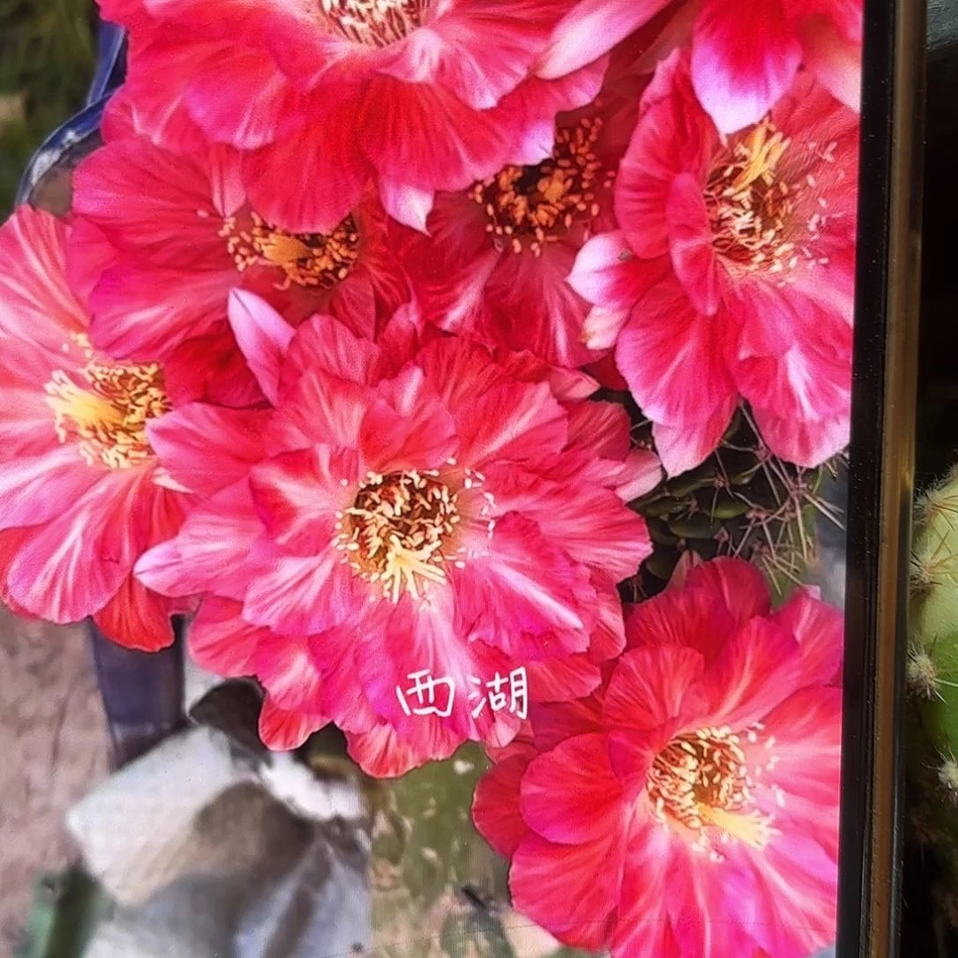 血线丽花侧牙20包邮仙人球38